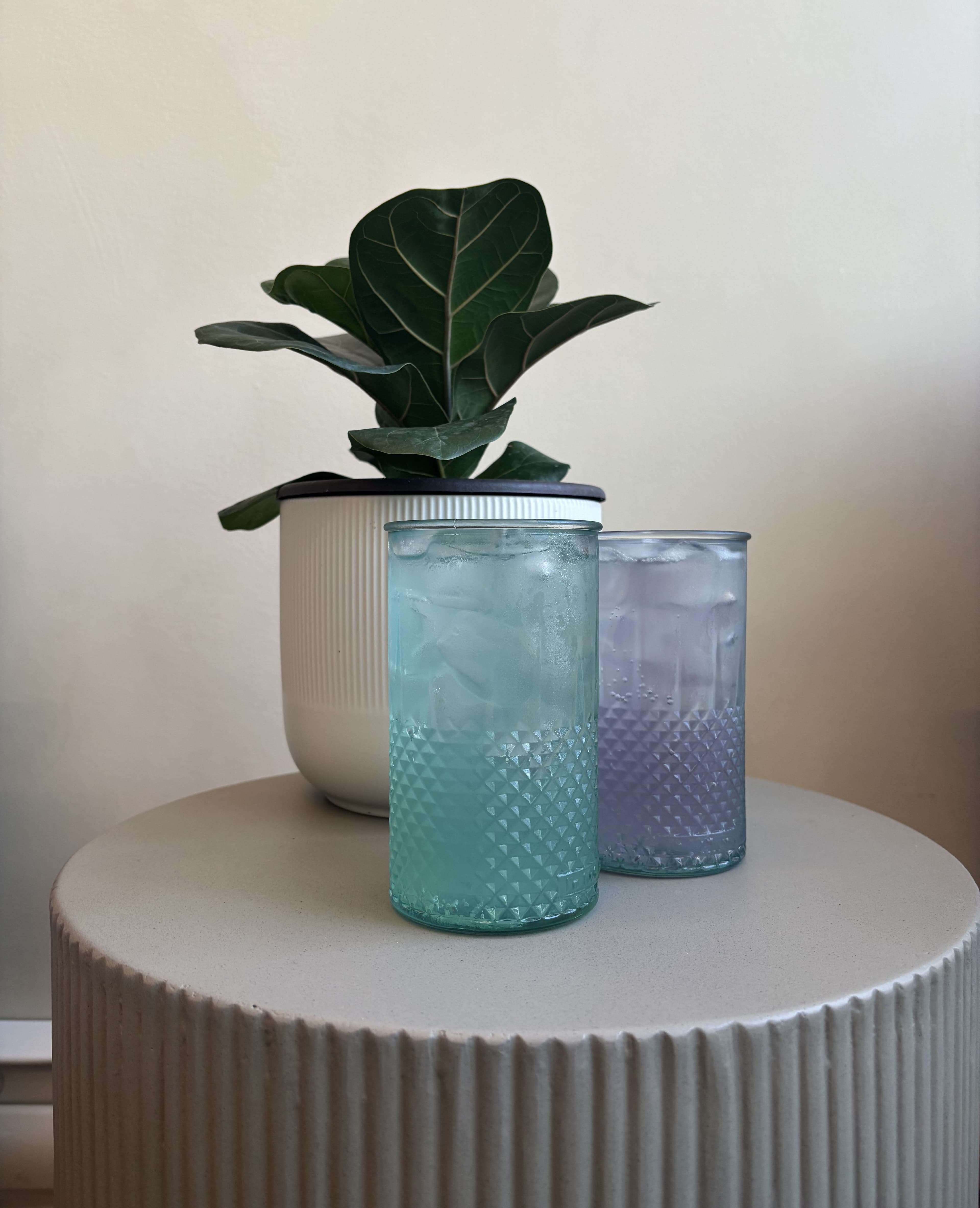 Two textured glass tumblers of turquoise and lavender kombucha on a white ridged side table, beside a potted fiddle leaf fig.