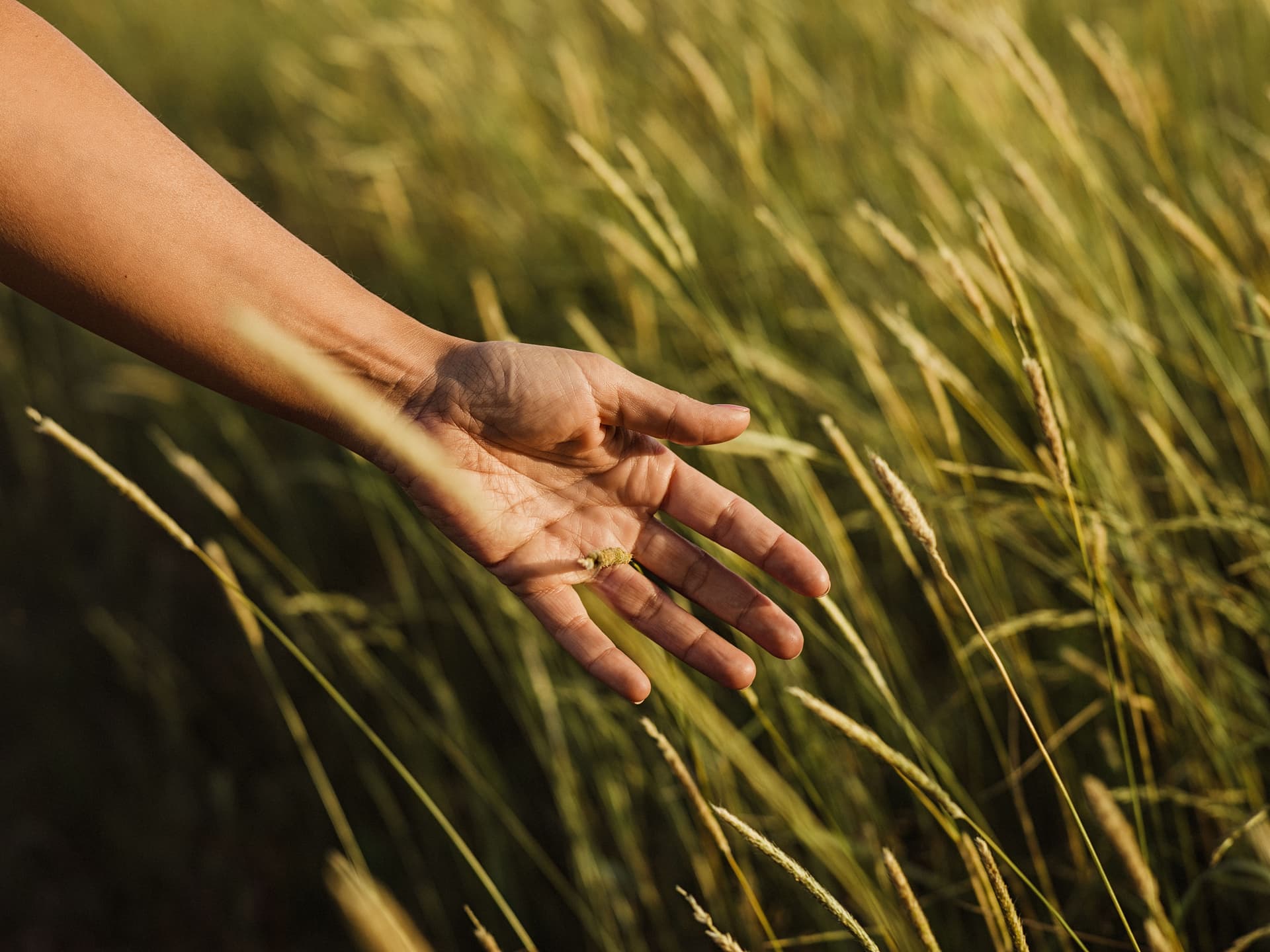 Photograph of an outstretched hand gently touching tall grass or wheat stalks in golden sunlight.