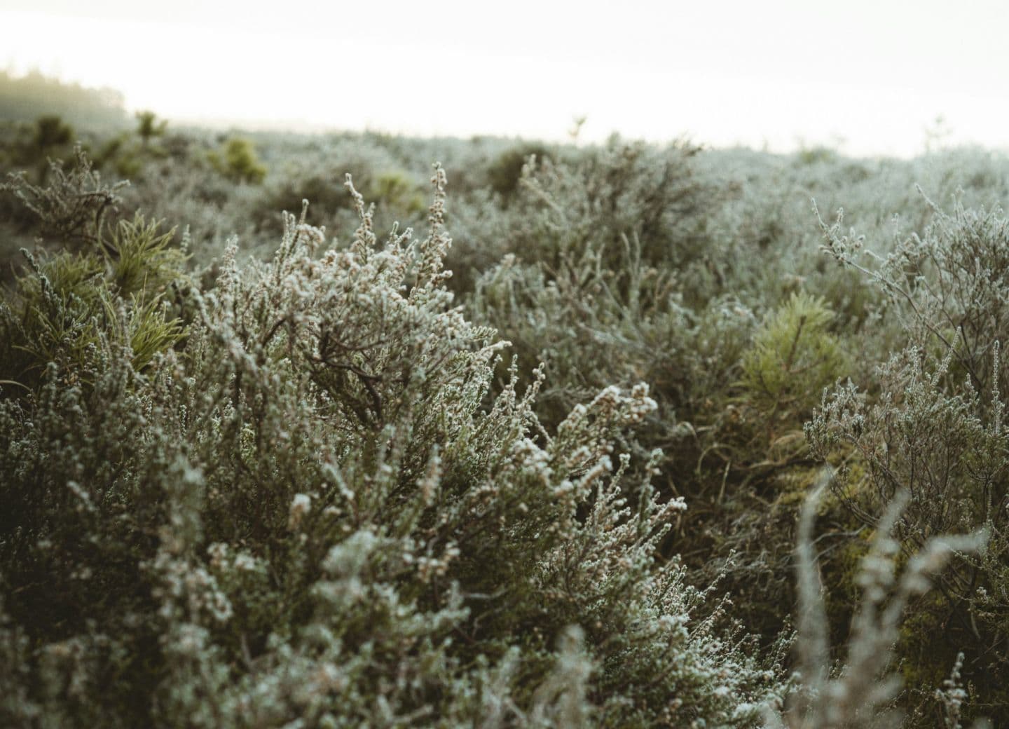 A photo of a frosted field with dense vegetation, capturing the serene beauty of a cold morning.