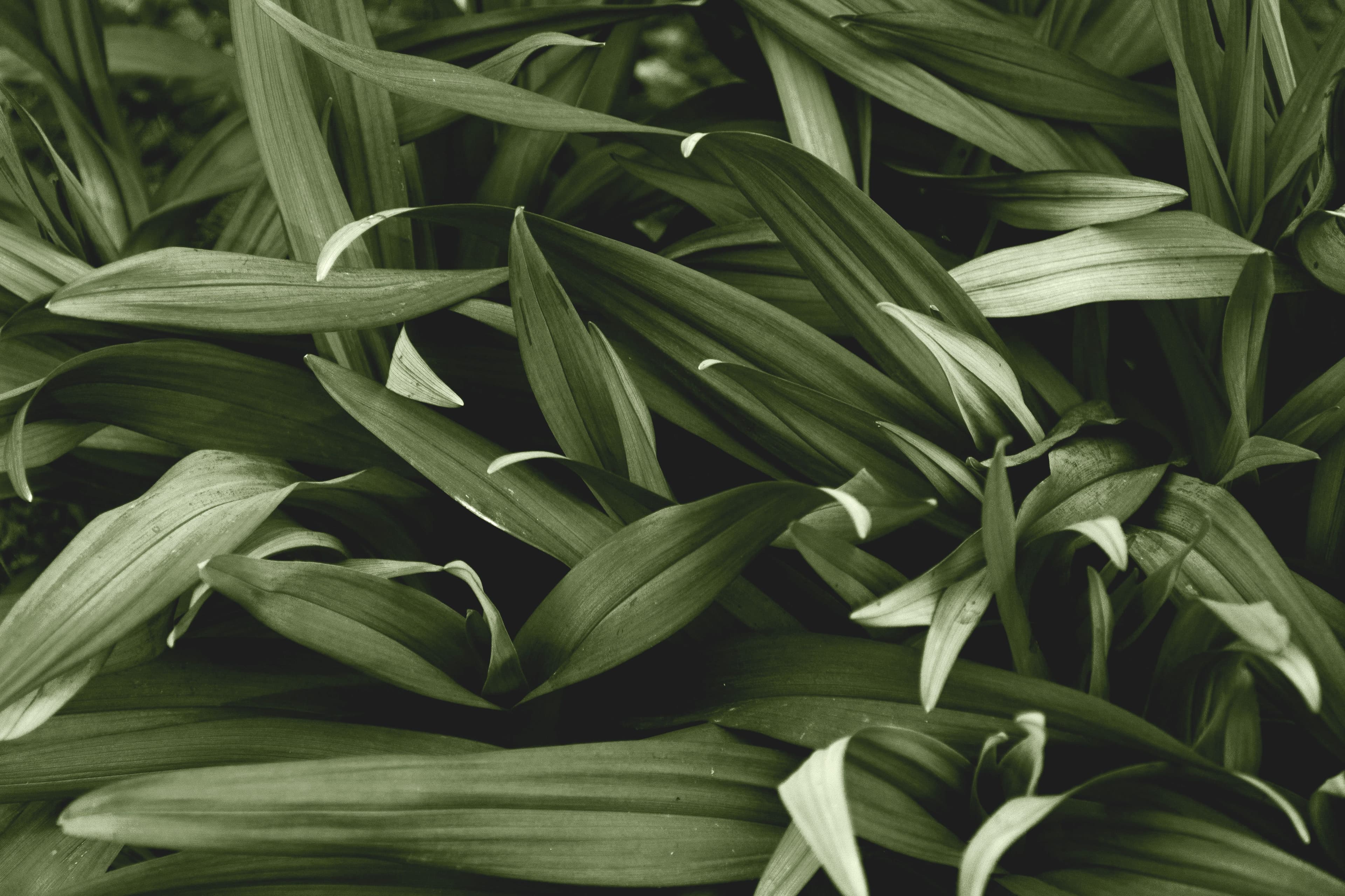 Dark green foliage filling the frame, lit from above.
