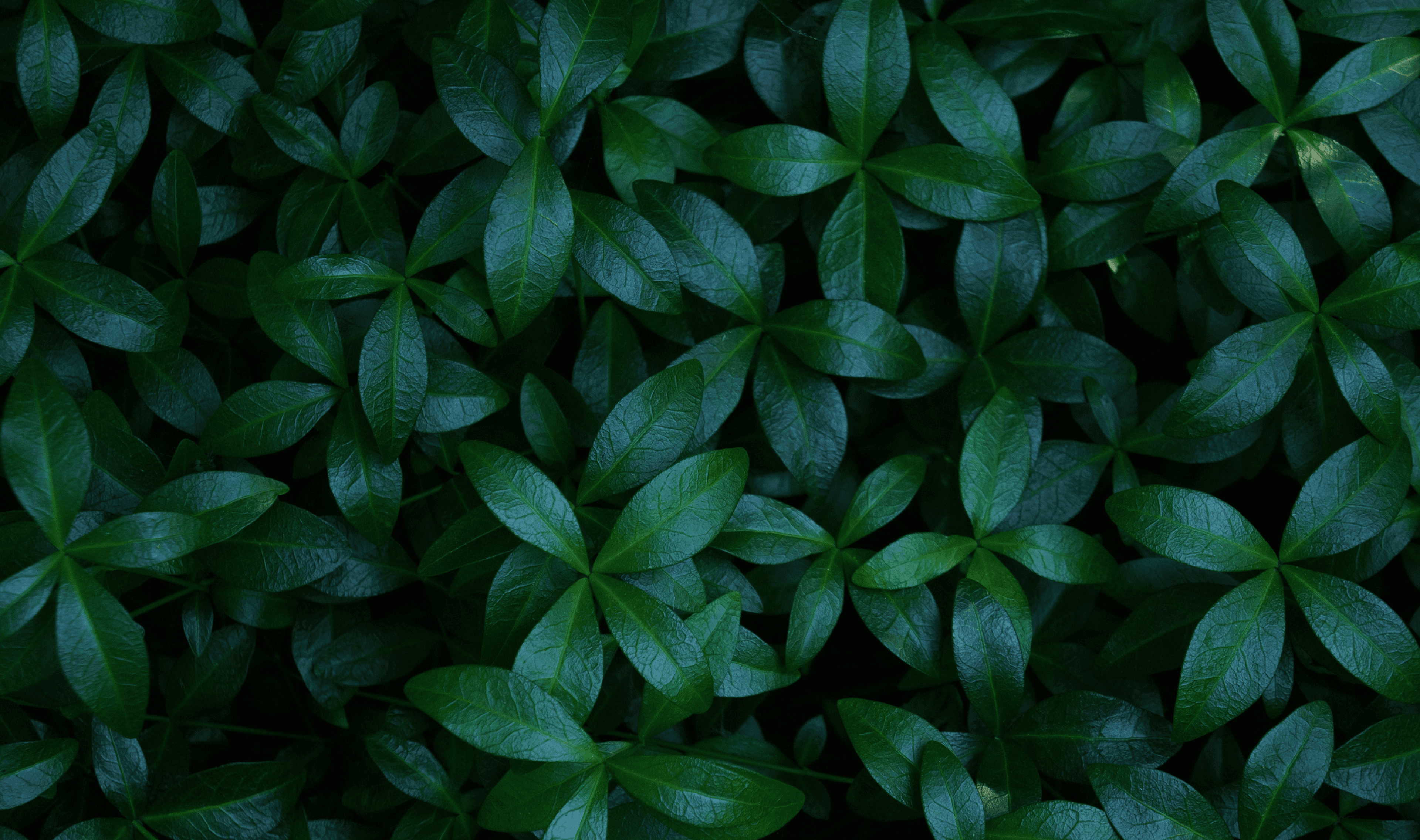 A close-up photo of a dark green leaf with water droplets, set against a shadowy background.