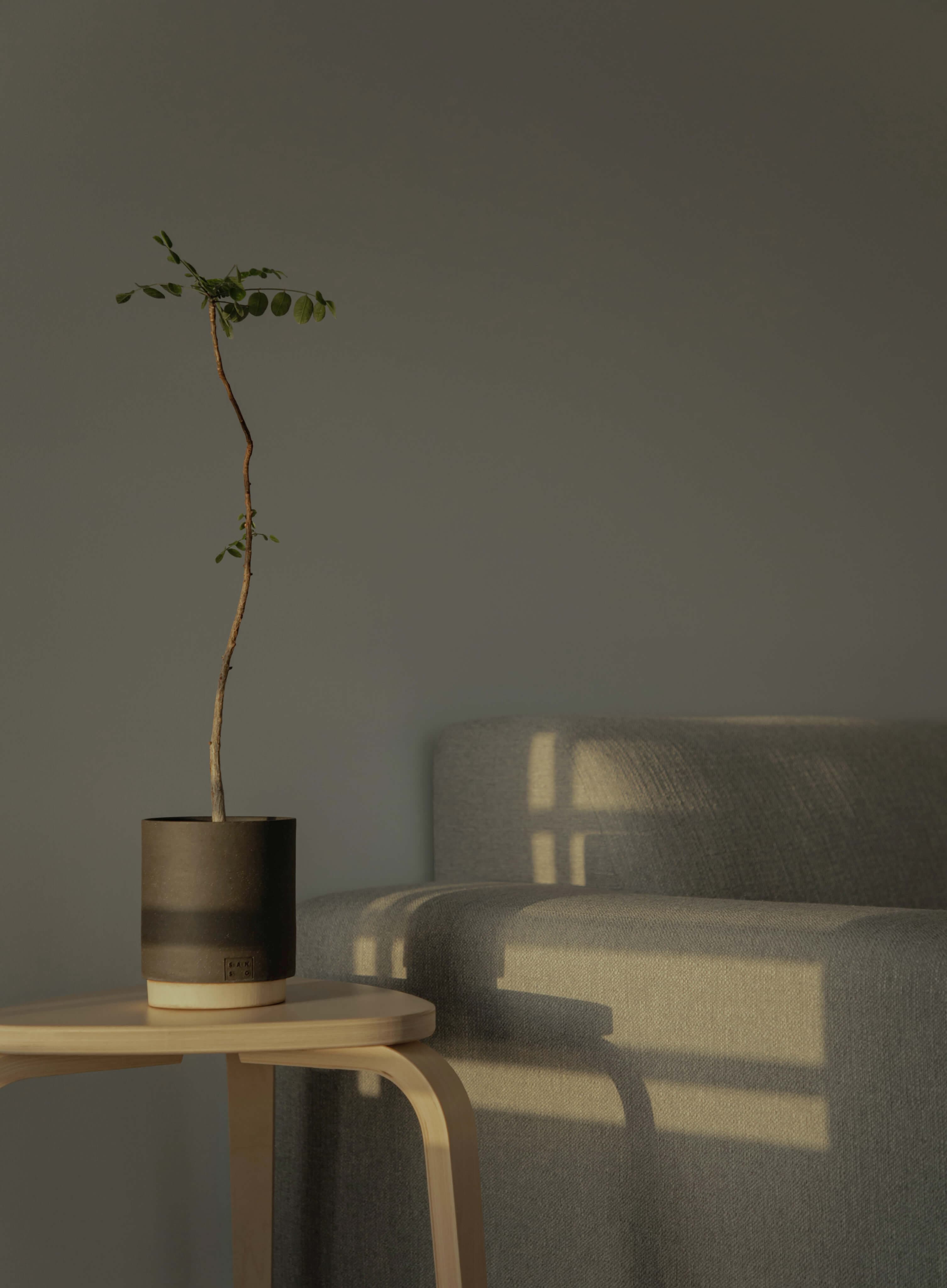 plant on side table beside a couch