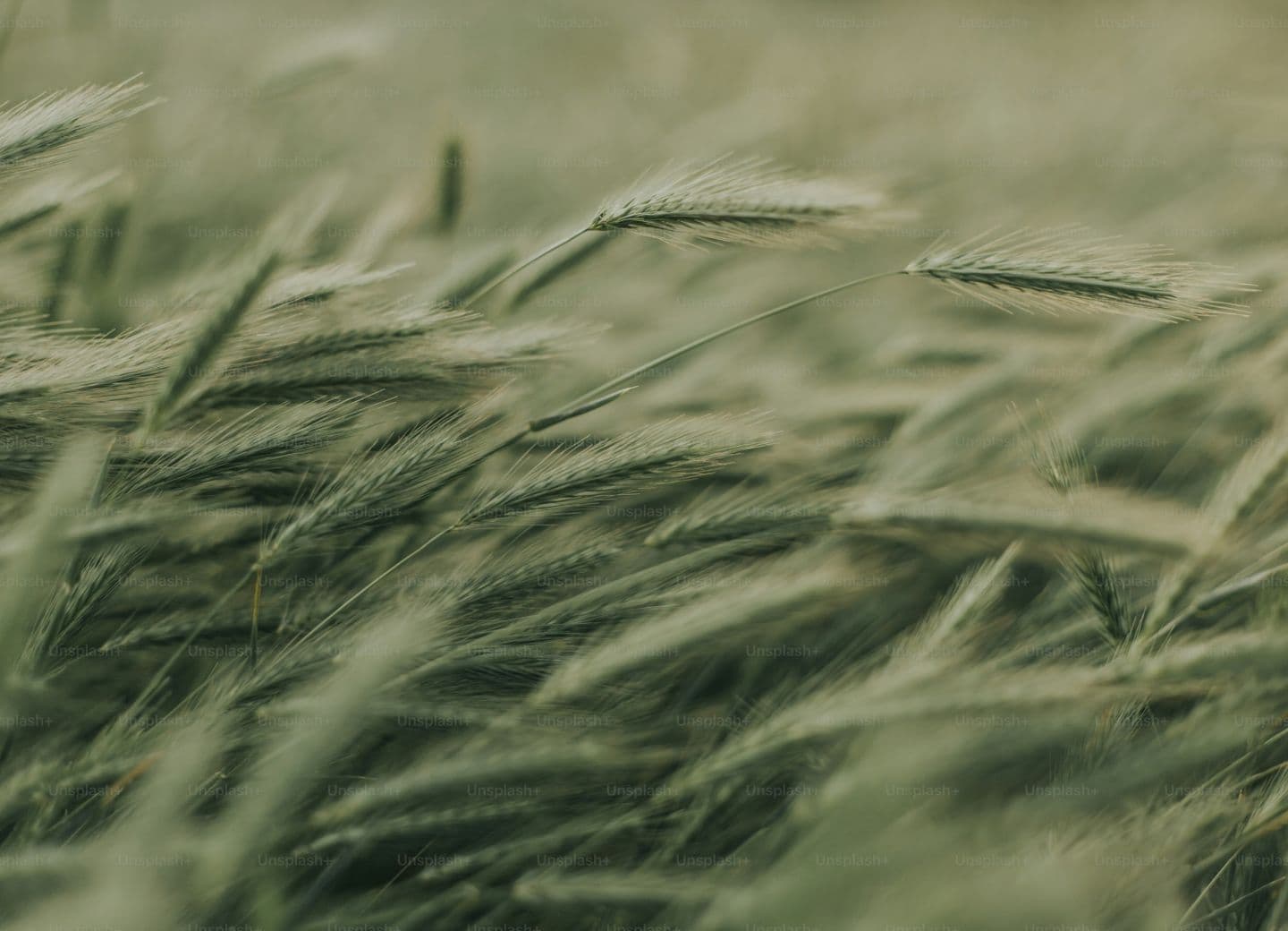 Close-up photo of green wheat stalks swaying gently in a field.