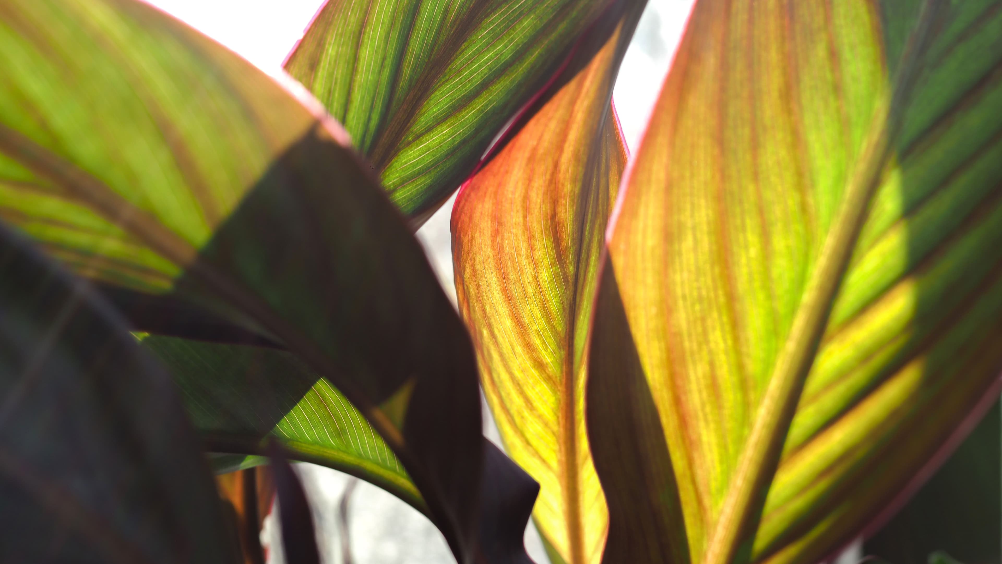 Close-up of green and orange leaves with light shining through them.