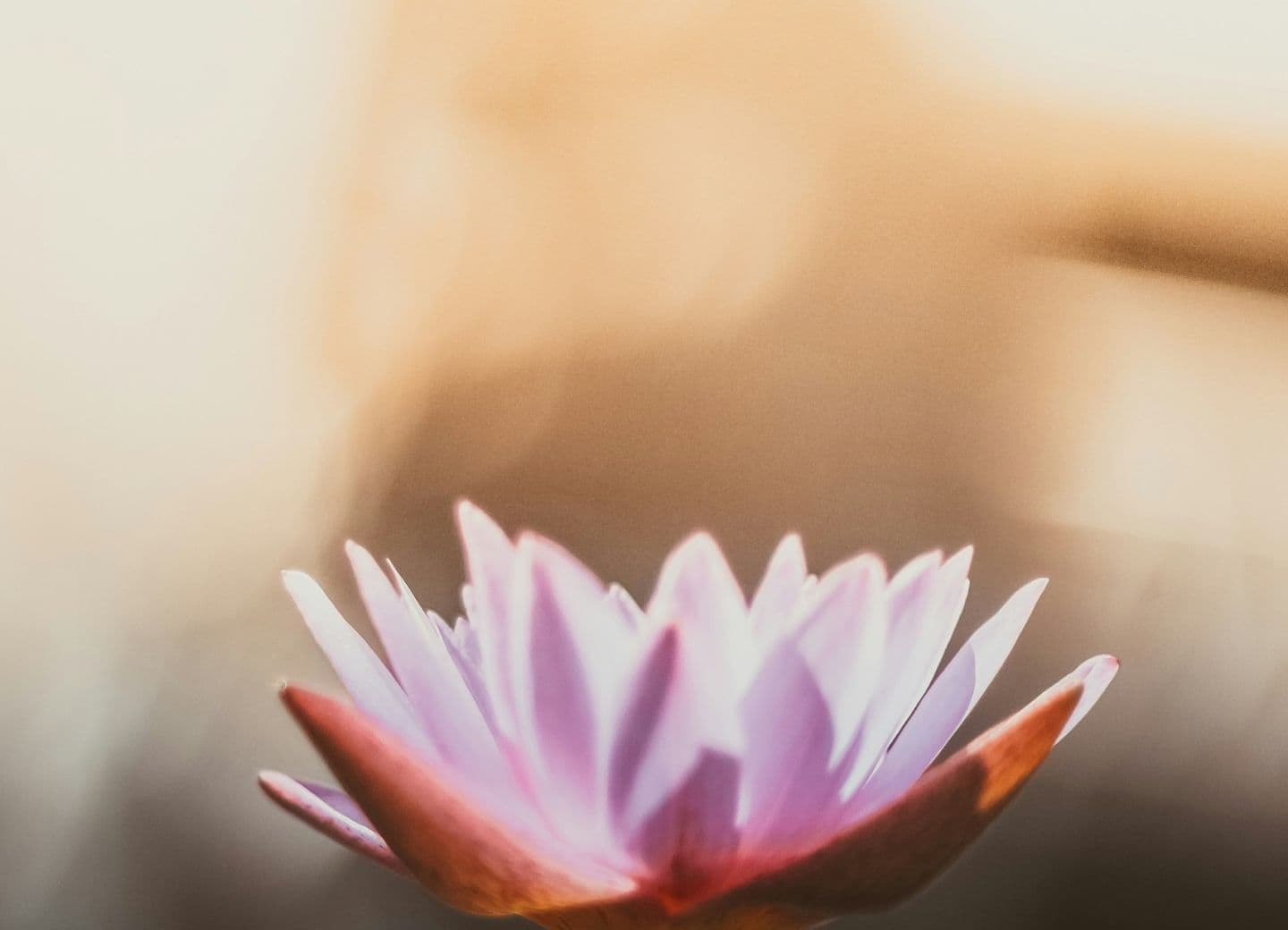 Photo of a lotus flower in soft focus with a warm, blurred background.