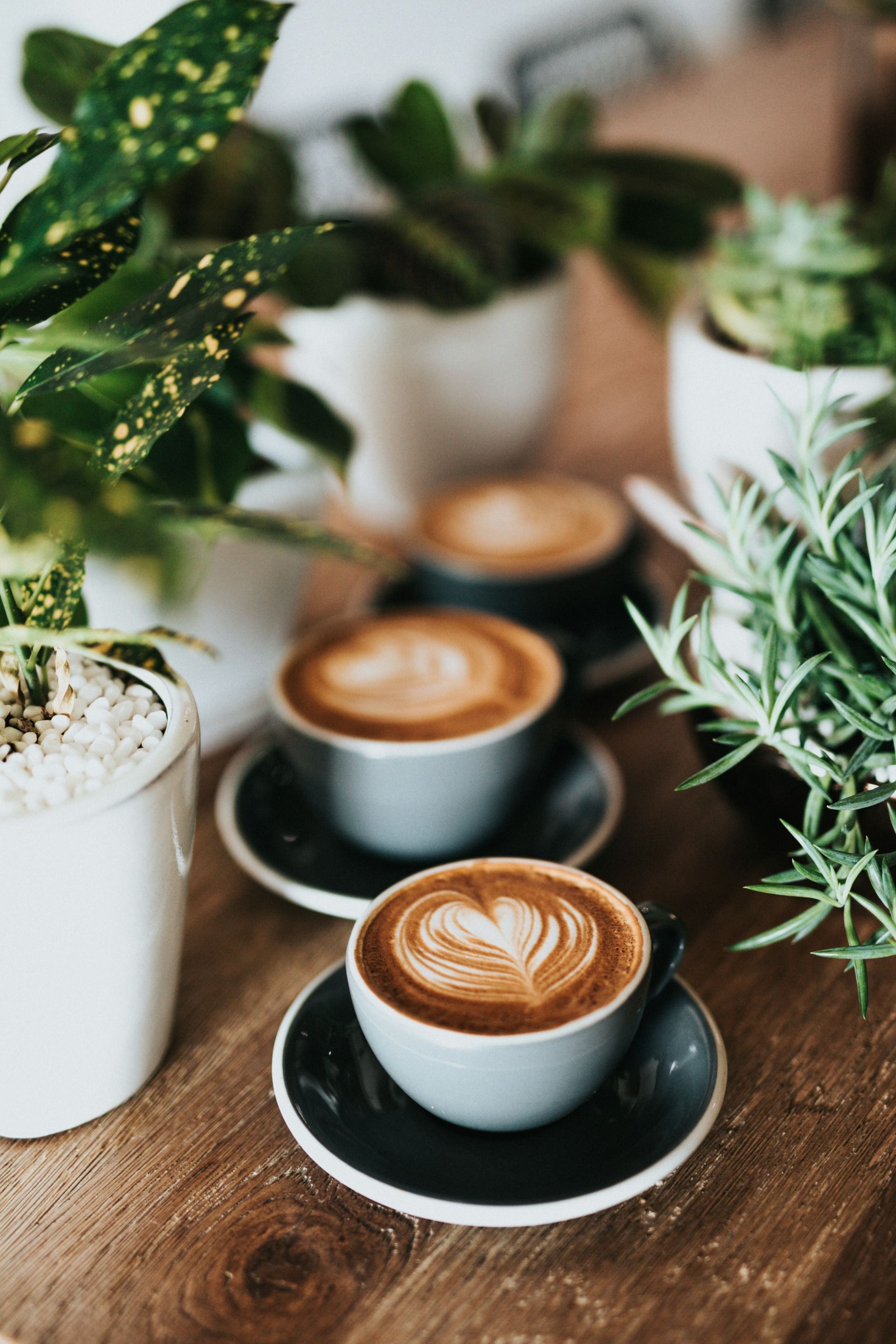 Photo of artisanal coffee drinks with latte art, served in white cups on dark saucers alongside potted plants on a wooden table.