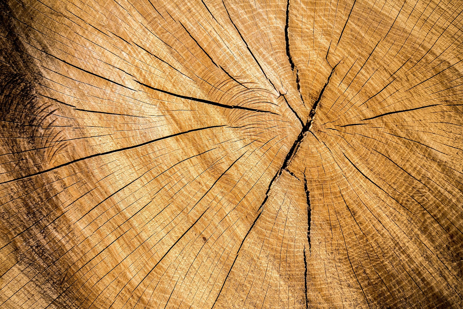 Close-up photograph of a cut tree trunk showing annual growth rings, cracks, and wood grain texture.