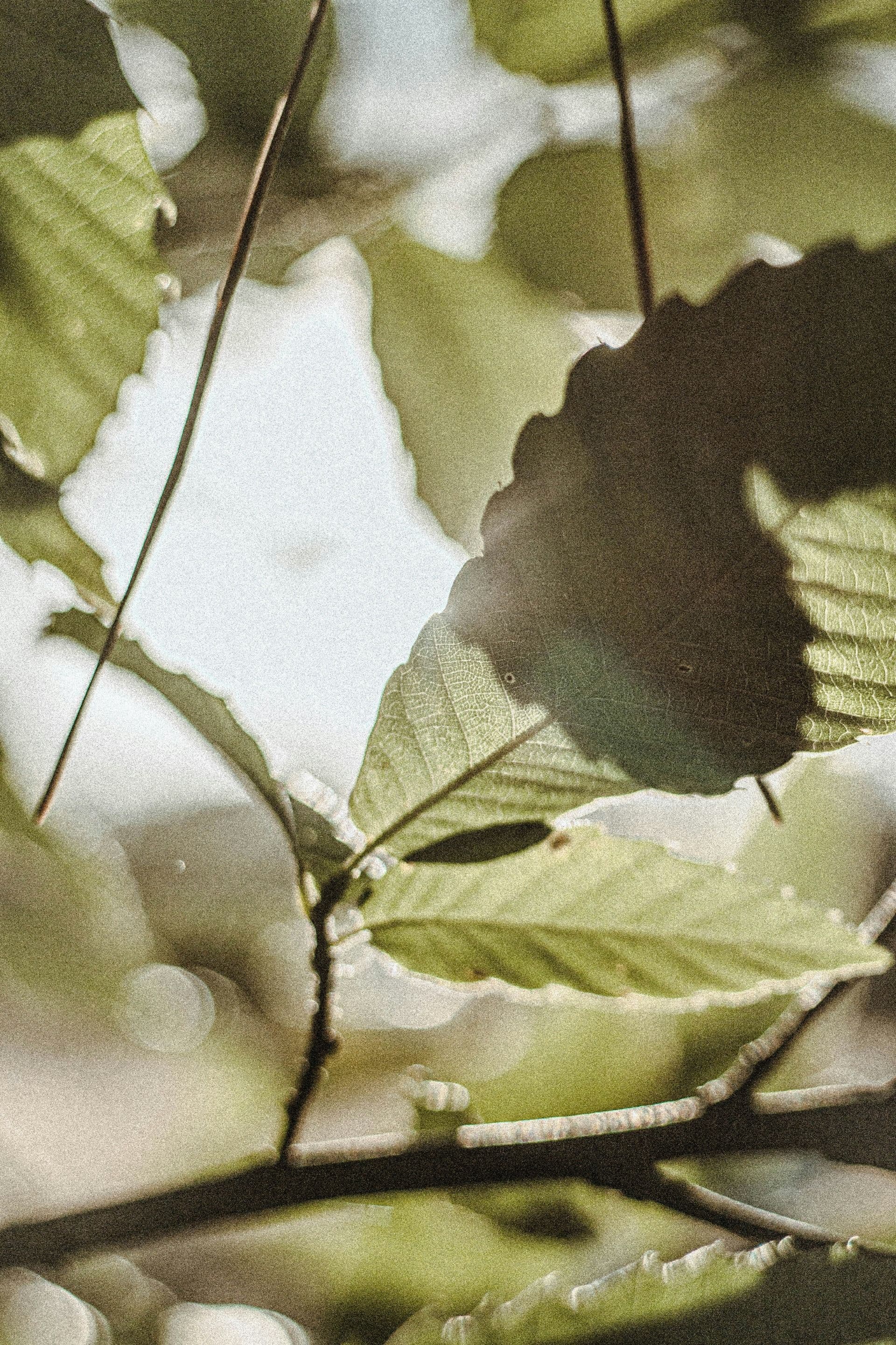 Close-up of green leaves with soft bokeh effect and natural sunlight filtering through