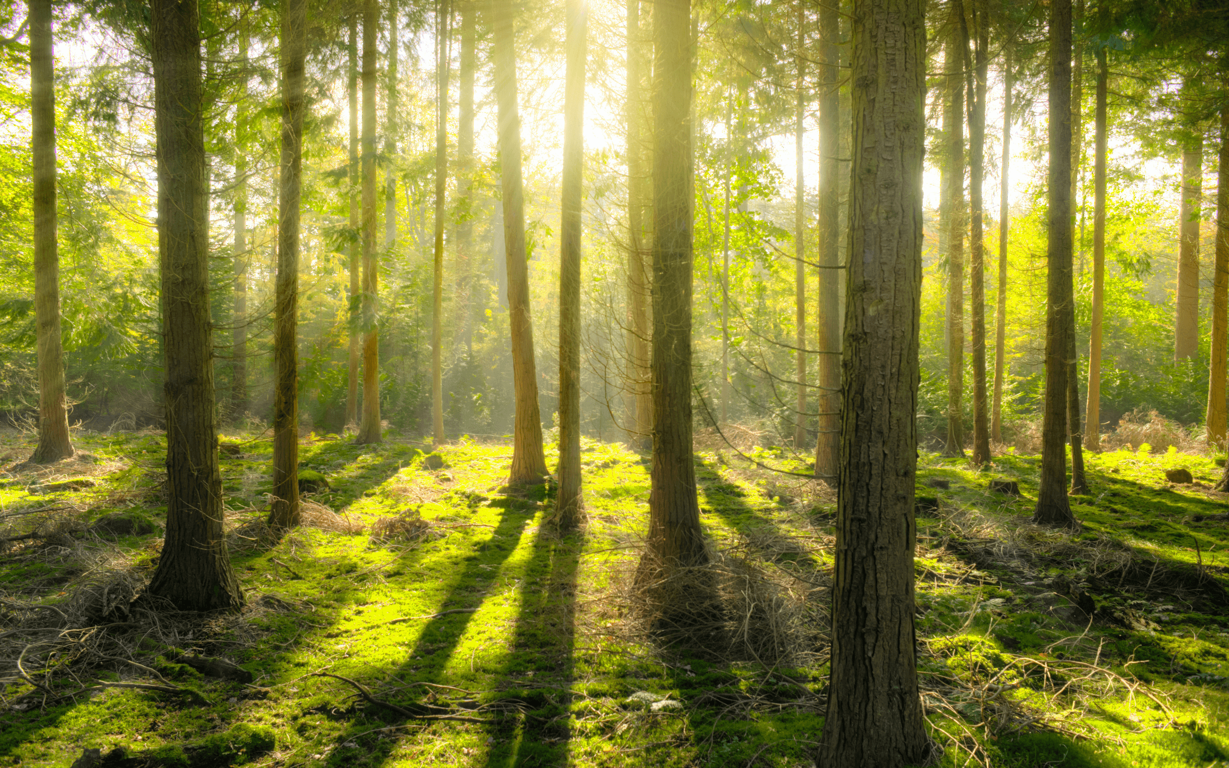 Sunlight streaming through ancient fig tree with massive exposed root system, photographed from ground level.