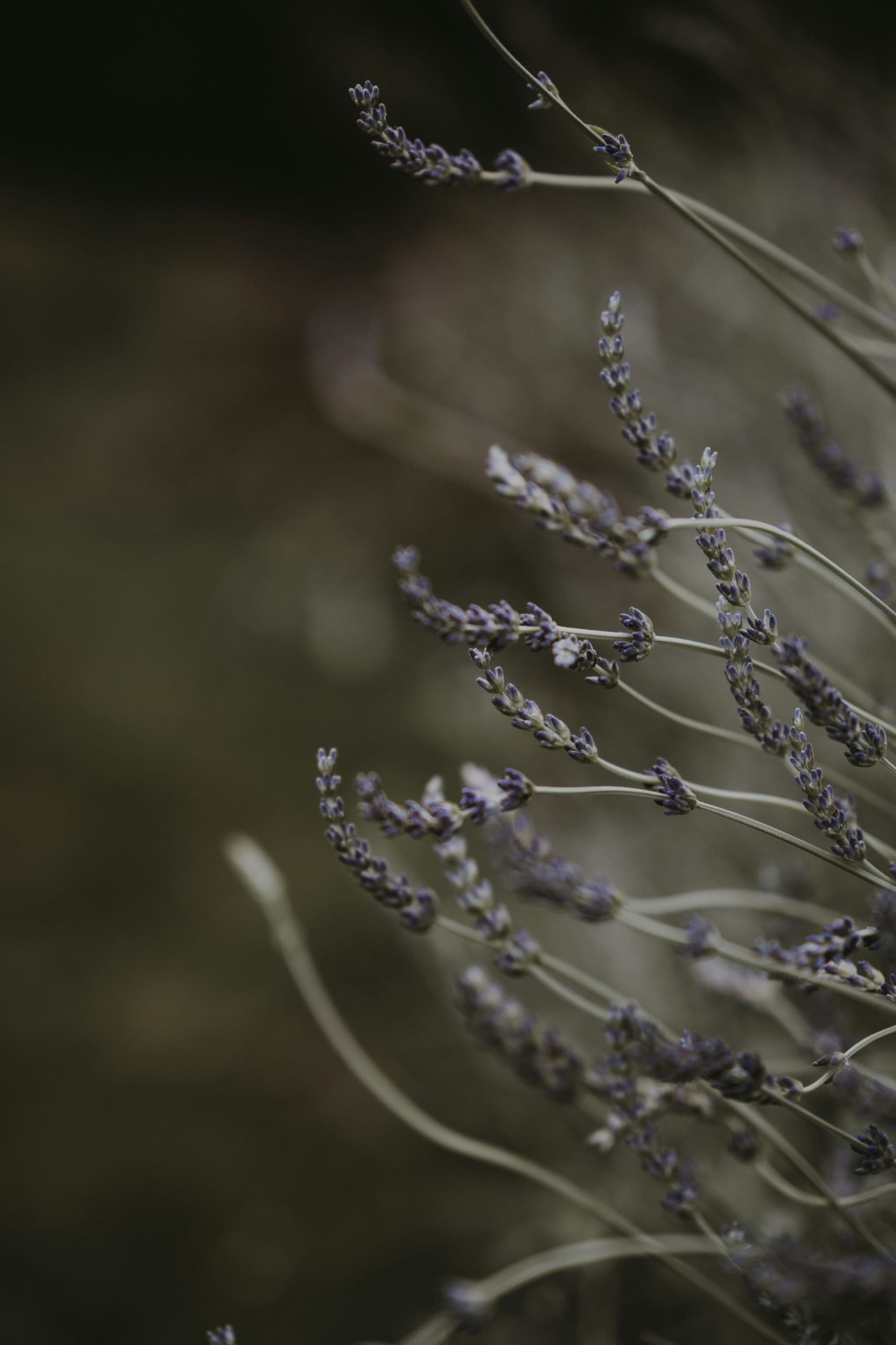 Close-up photo of lavender flowers with a blurred natural background, highlighting delicate purple blooms.