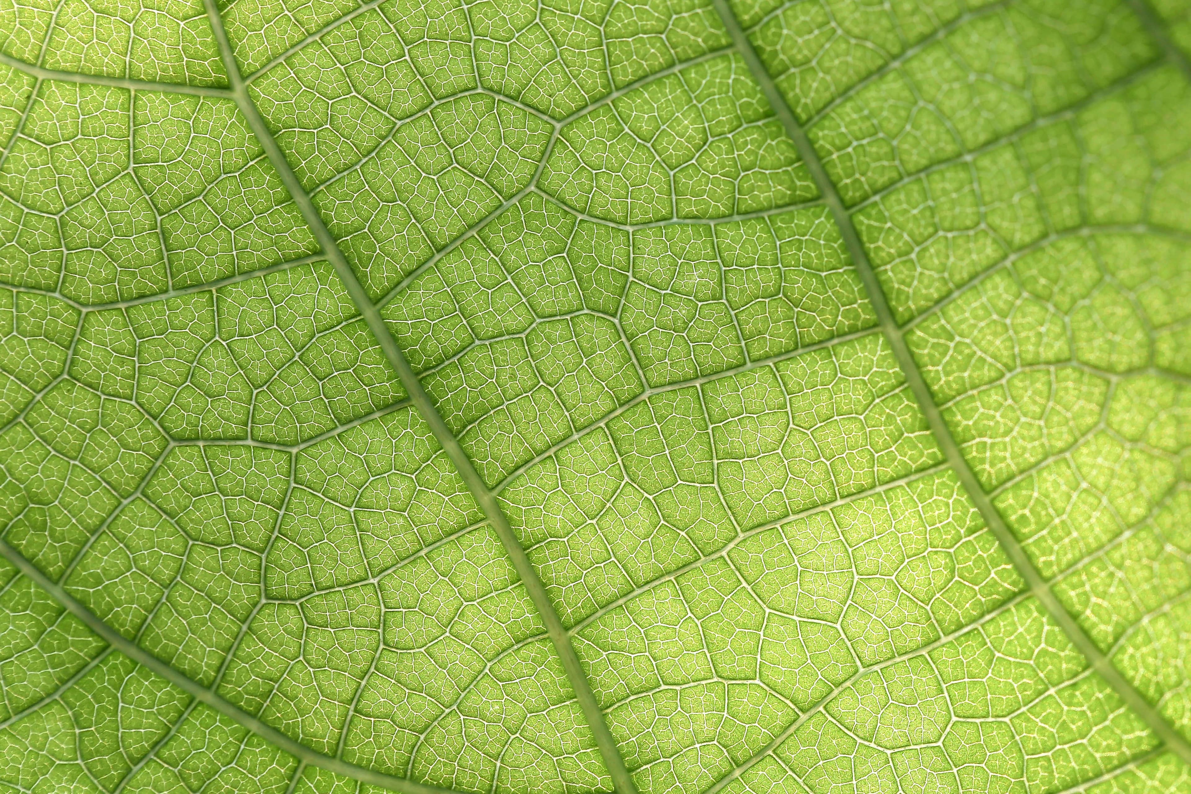 Macro photograph showing the intricate vein pattern and cellular structure of a green leaf's surface.