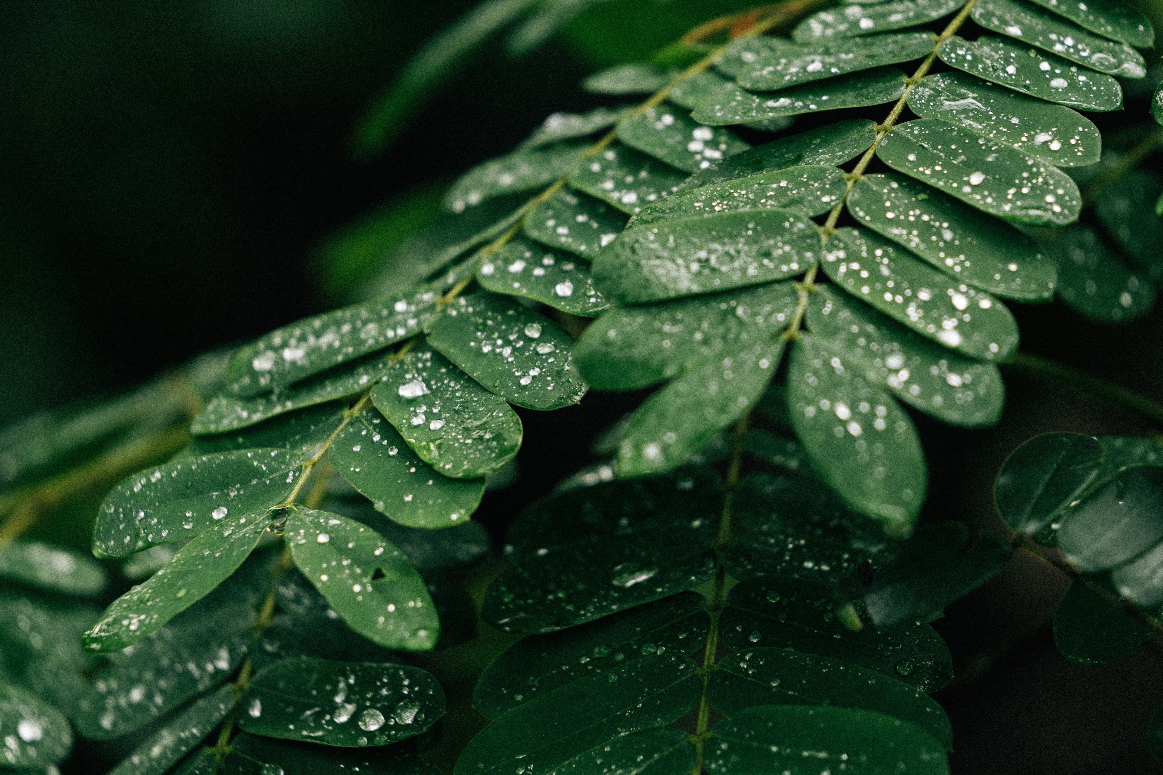 Close-up of plant with water droplets on it